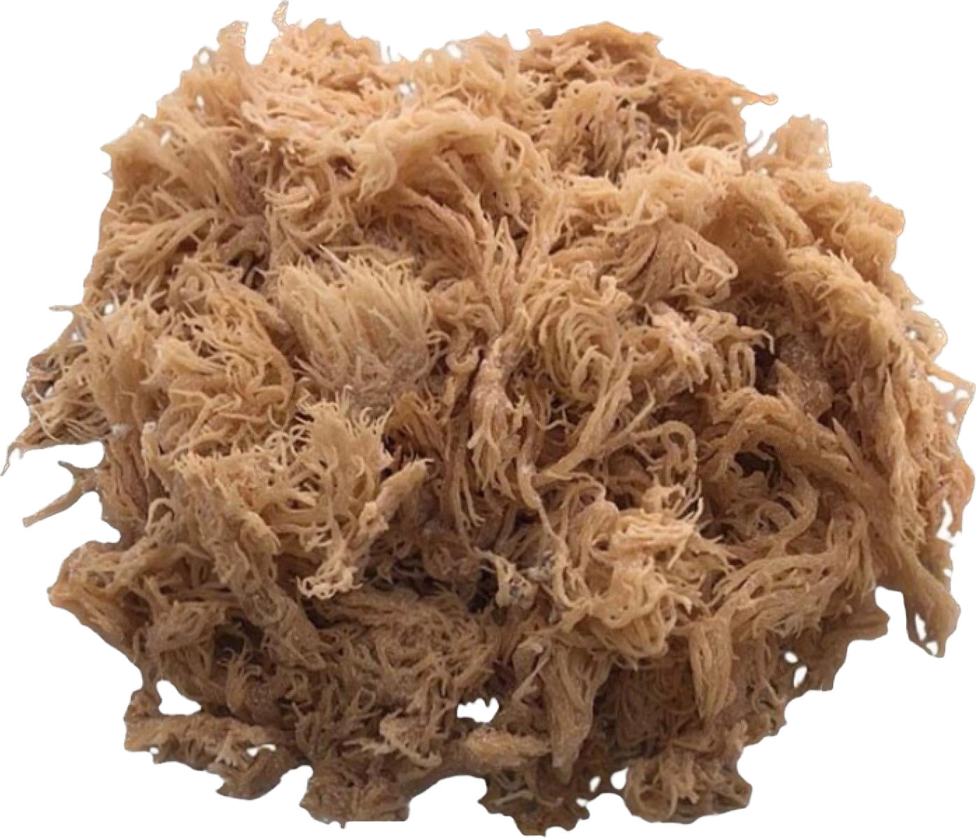 “ The Holistic Trinity” - 92 Minerals Capsules - Sea Moss, Bladderwrack, Burdock Root