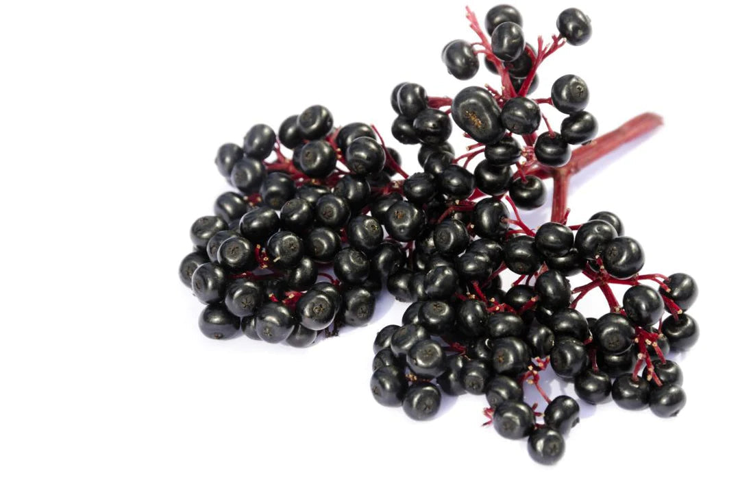 Elderberry Capsules