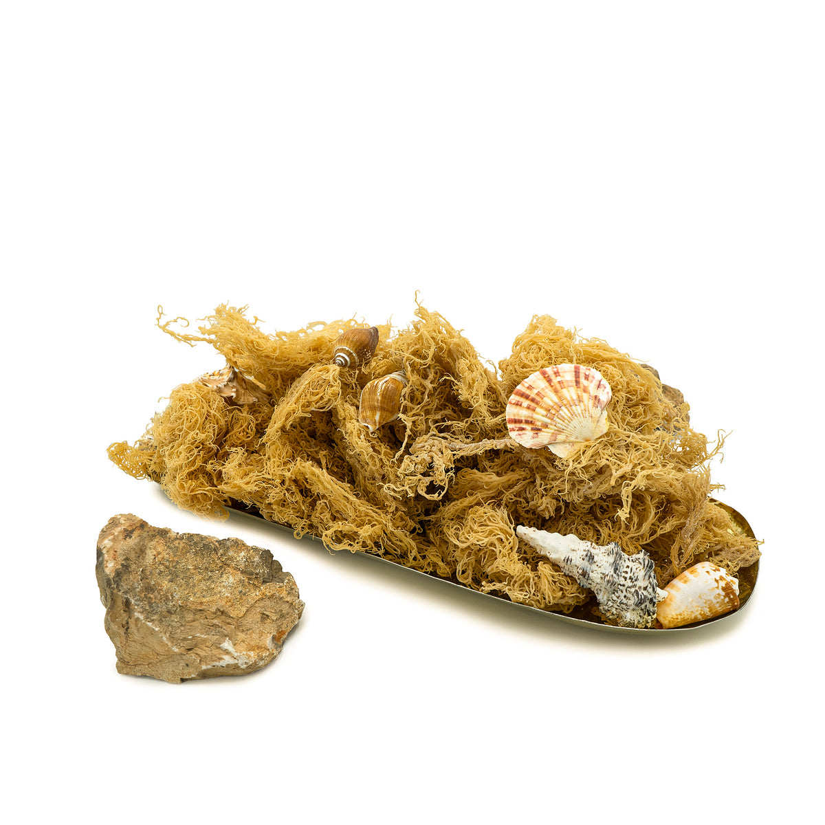 BULK WHOLESALE FULL SPECTRUM Raw Natural Sea Moss from St. Lucia.  Wildcrafted Superfood! – Saint Luscious