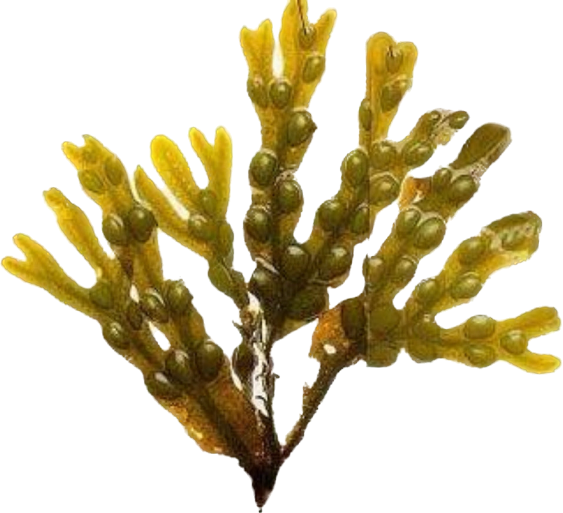 “ The Holistic Trinity” - Imperial Seamoss w/ Bladderwrack & Burdock Root