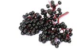 Black Elderberry bundle